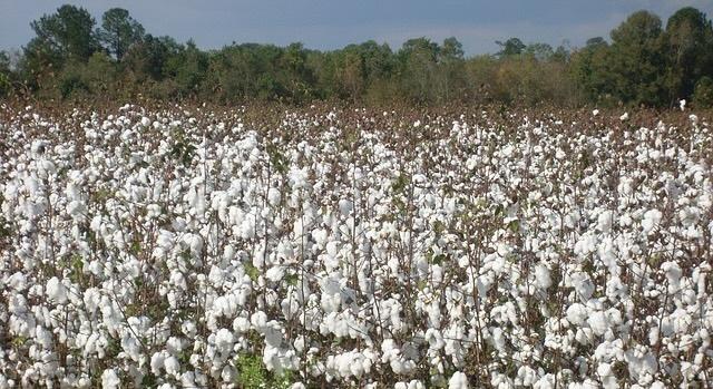 Cotton Fields